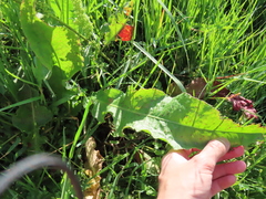 Rumex