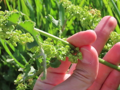 Rumex