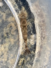 Crangon septemspinosa