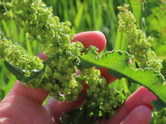 Rumex