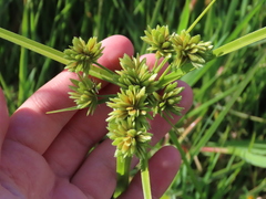 Cyperus