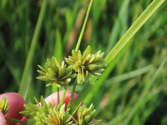 Cyperus