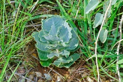 Asclepias nummularia