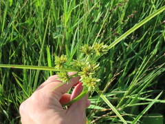 Cyperus