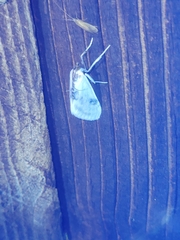 Cliniodes ostreonalis