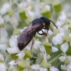 Hylaeus mesillae cressoni