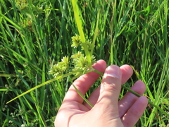 Cyperus