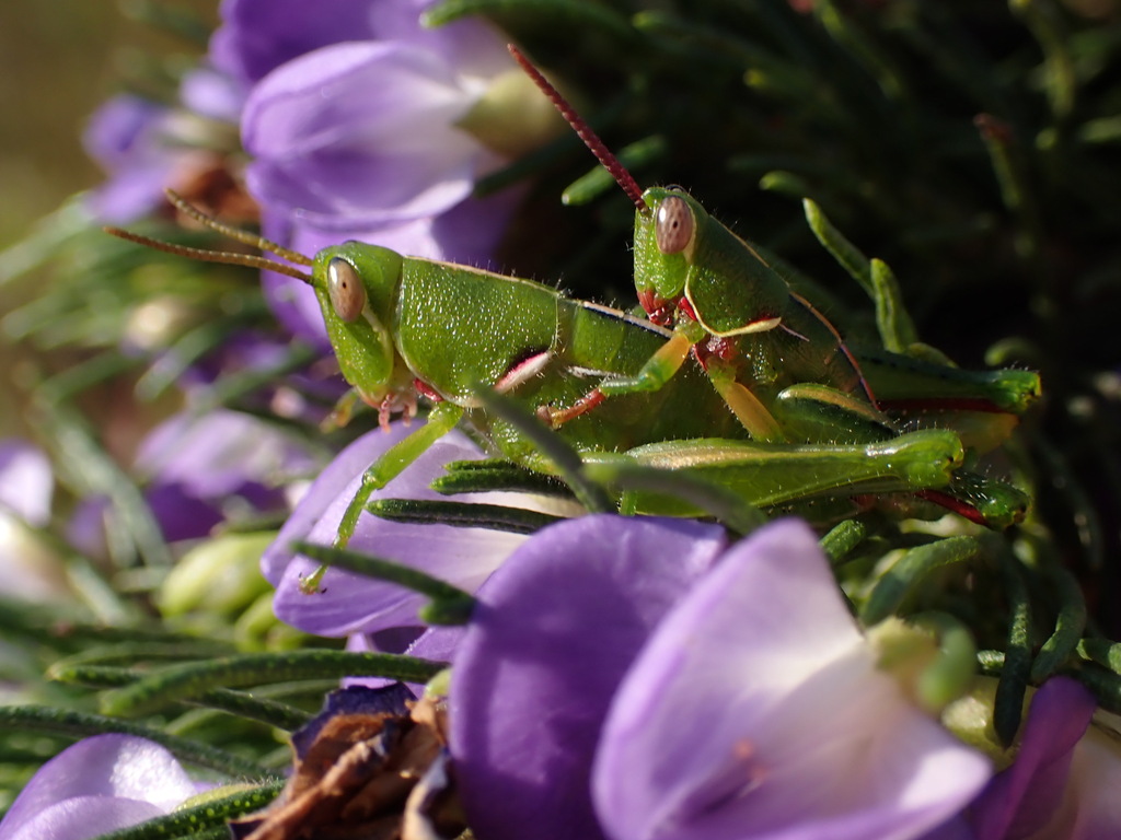 Frontifissia laevata