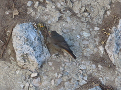 Phoenicurus ochruros