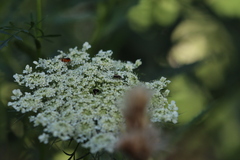 Hylaeus mesillae cressoni