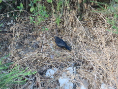 Turdus merula