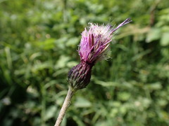 Cirsium tuberosum