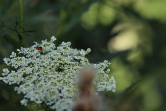 Hylaeus mesillae cressoni