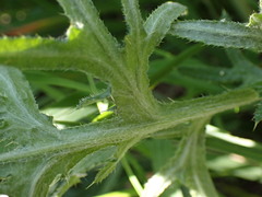 Cirsium tuberosum