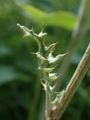 Cirsium tuberosum