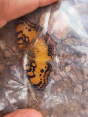 Catacroptera cloanthe