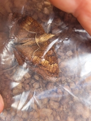 Catacroptera cloanthe