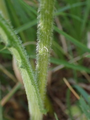 Cirsium tuberosum