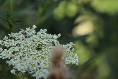 Hylaeus mesillae cressoni