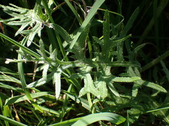 Cirsium tuberosum