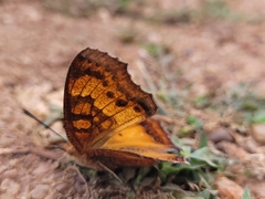 Catacroptera cloanthe