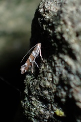 Cameraria ohridella
