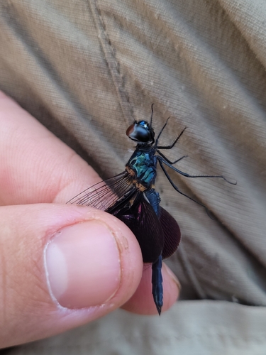 Phantom Flutterer