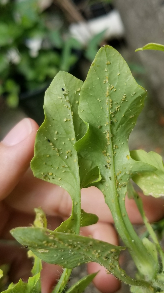 Aphids from Carolina on July 17, 2022 at 02:42 PM by gena of Jesus ...