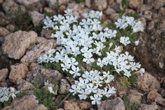 Phlox pulvinata