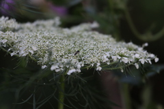 Hylaeus mesillae cressoni
