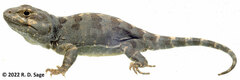 Diplolaemus leopardinus