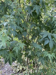 Acer saccharinum