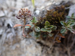 Thymus praecox praecox