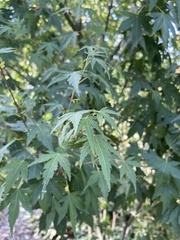 Acer saccharinum