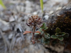 Thymus praecox praecox