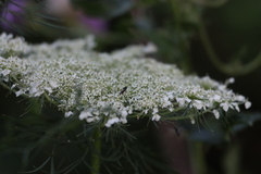 Hylaeus mesillae cressoni