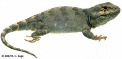 Diplolaemus leopardinus