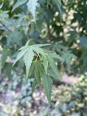 Acer saccharinum