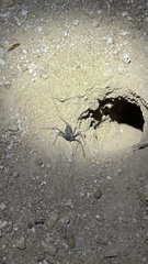 Paraphrynus carolynae