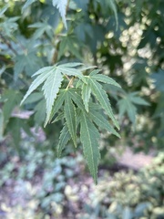 Acer saccharinum