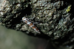 Cameraria ohridella