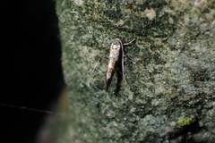 Cameraria ohridella