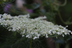 Hylaeus mesillae cressoni