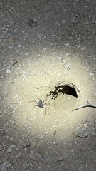 Paraphrynus carolynae