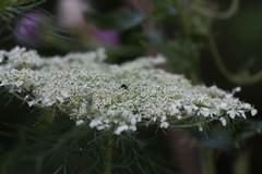 Hylaeus mesillae cressoni