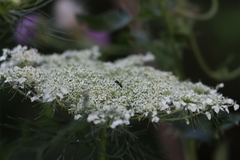 Hylaeus mesillae cressoni