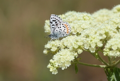 Euphilotes heracleoides