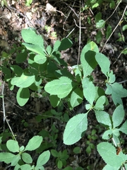 Berberis francisci-ferdinandi