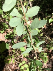 Berberis francisci-ferdinandi