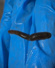 Erpobdella octoculata